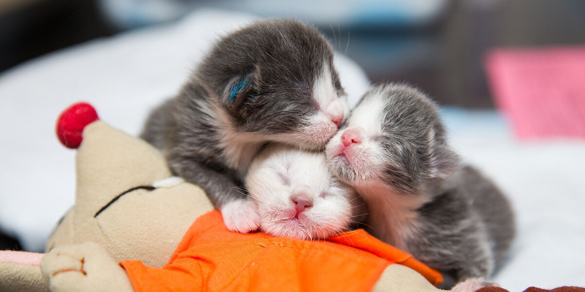 Best Friends Animal Society (BFAS) photo of kittens